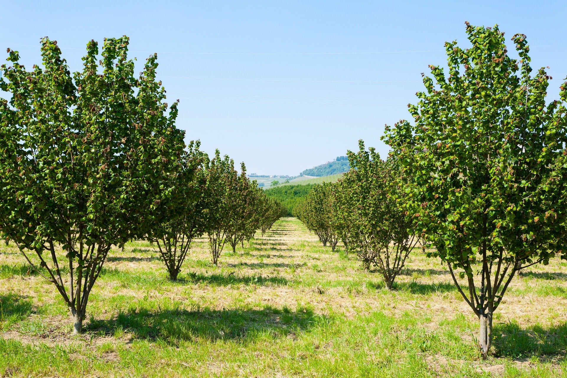 hazelnut fields in Italy