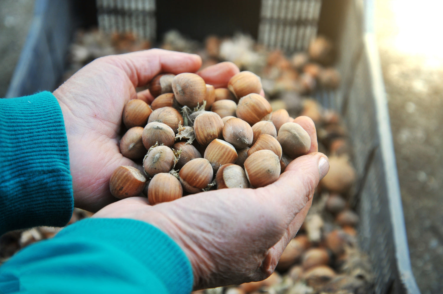 Hazelnuts on hands