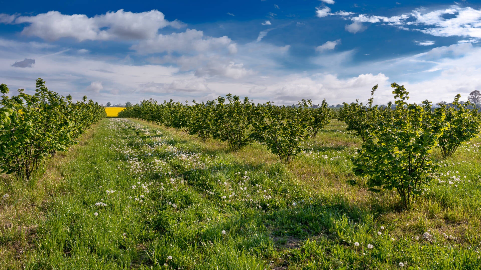 Italian Hazelnut field lazio