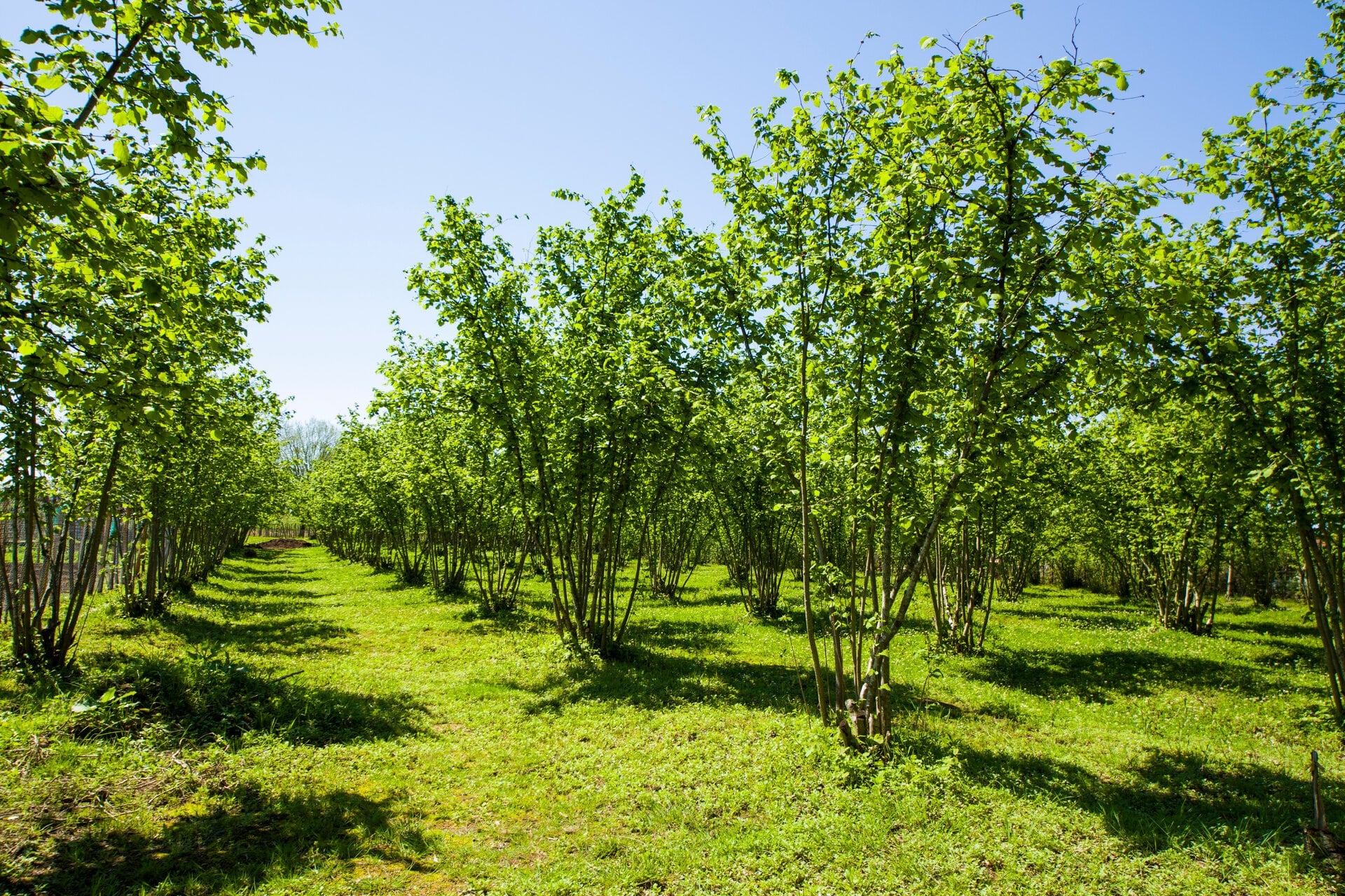 hazelnut trees spring Italy