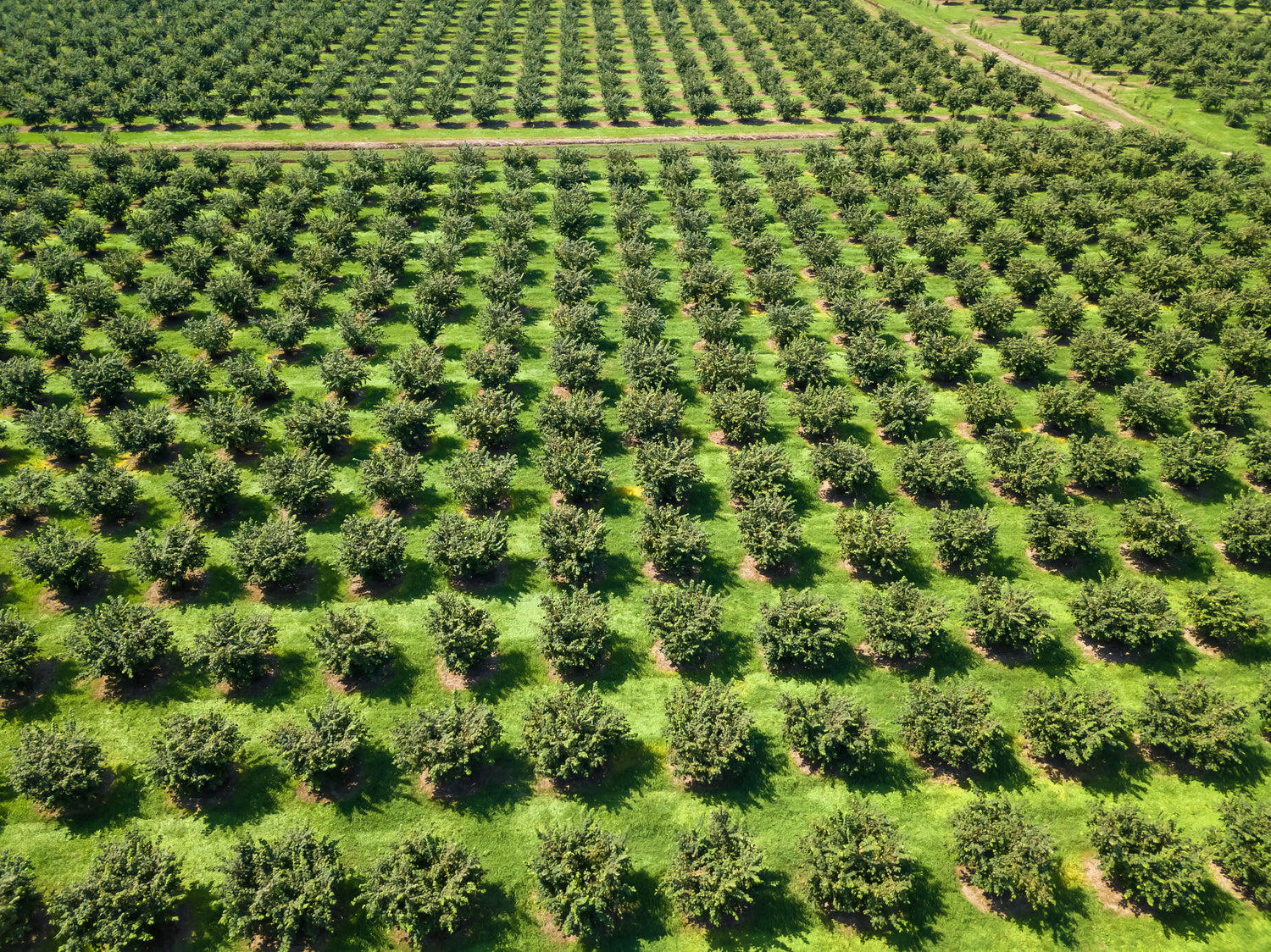 Hazelnuts field Italy