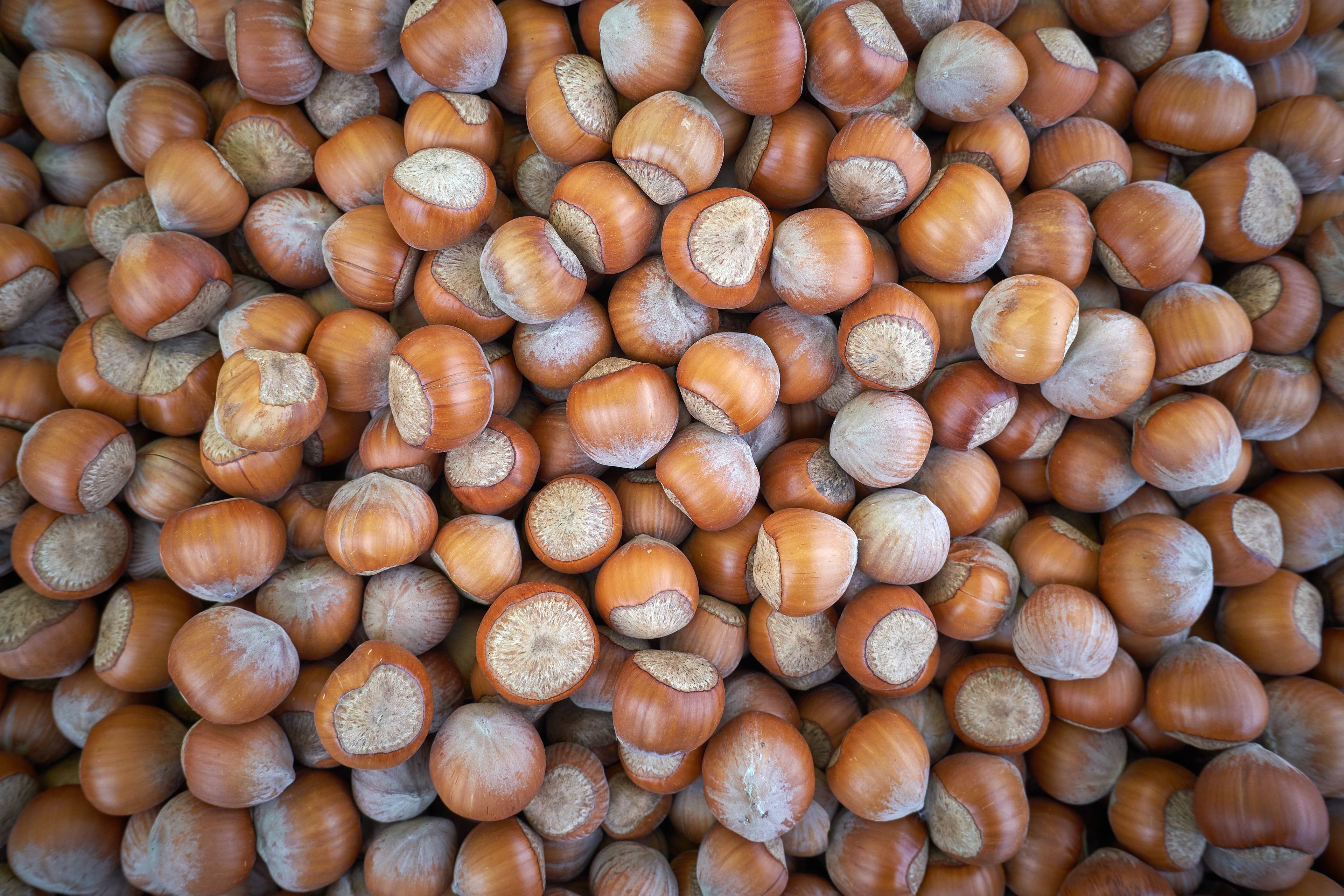 Italian Hazelnut in shell background